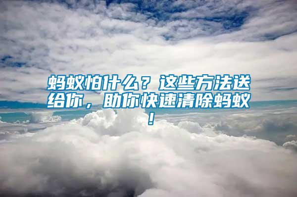 螞蟻怕什么？這些方法送給你，助你快速清除螞蟻！