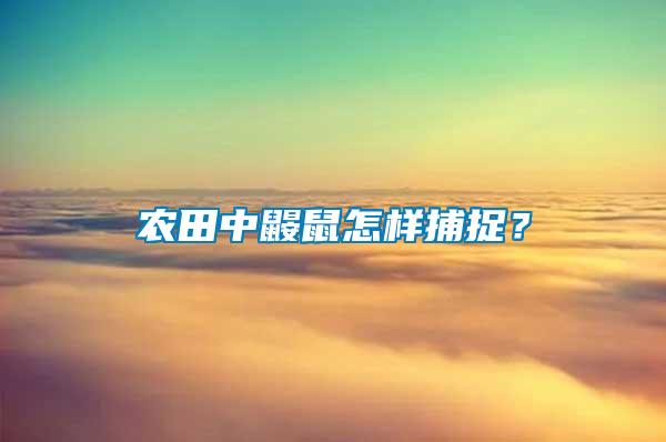 農(nóng)田中鼴鼠怎樣捕捉？