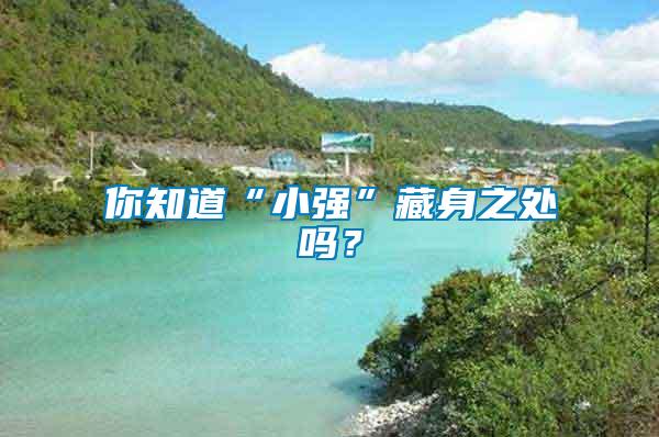 你知道“小強”藏身之處嗎？