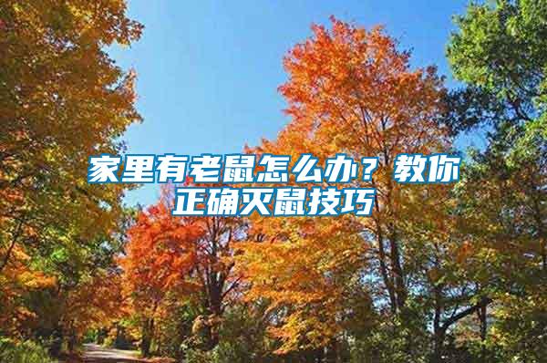 家里有老鼠怎么辦？教你正確滅鼠技巧