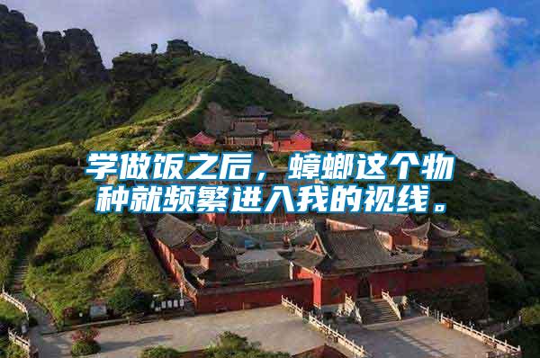 學(xué)做飯之后，蟑螂這個(gè)物種就頻繁進(jìn)入我的視線。