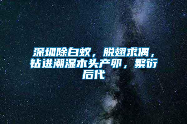 深圳除白蟻，脫翅求偶，鉆進(jìn)潮濕木頭產(chǎn)卵，繁衍后代