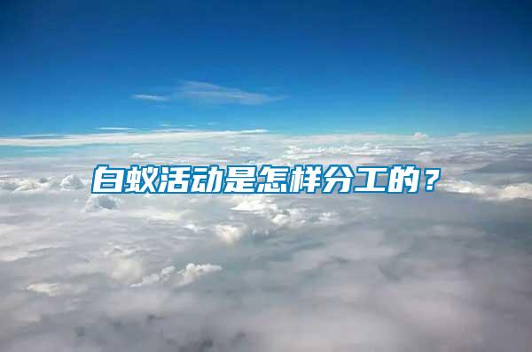 白蟻活動(dòng)是怎樣分工的？
