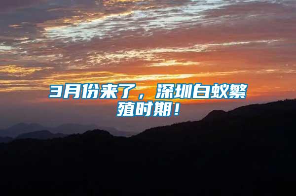 3月份來了，深圳白蟻繁殖時(shí)期！