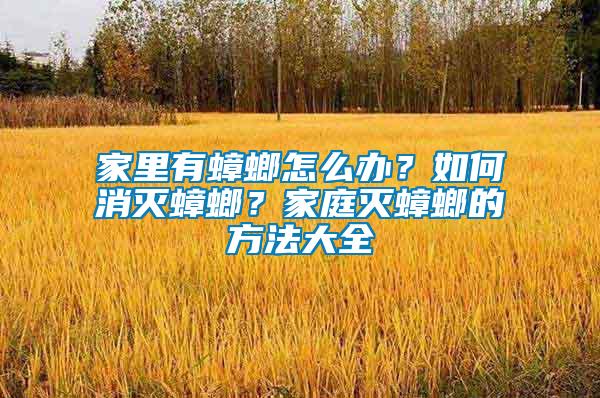 家里有蟑螂怎么辦？如何消滅蟑螂？家庭滅蟑螂的方法大全