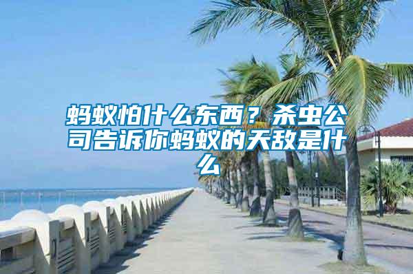 螞蟻怕什么東西？殺蟲公司告訴你螞蟻的天敵是什么