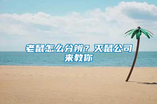 老鼠怎么分辨？滅鼠公司來教你