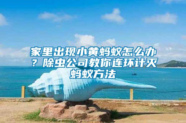 家里出現(xiàn)小黃螞蟻怎么辦？除蟲公司教你連環(huán)計滅螞蟻方法
