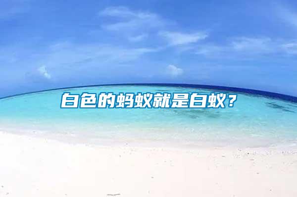 白色的螞蟻就是白蟻？