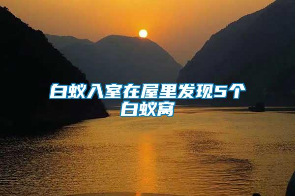 白蟻入室在屋里發(fā)現(xiàn)5個白蟻窩