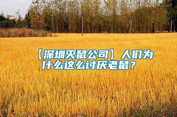 【深圳滅鼠公司】人們?yōu)槭裁催@么討厭老鼠？