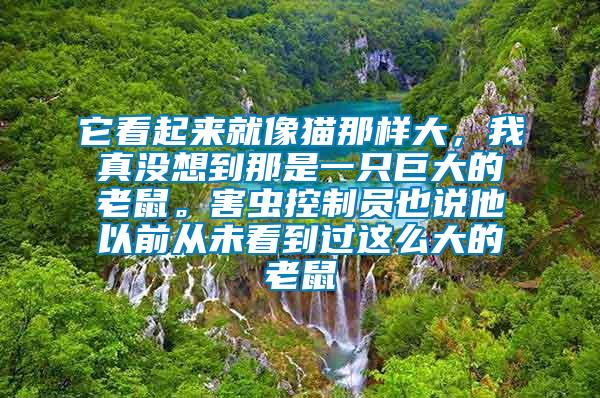 它看起來就像貓那樣大，我真沒想到那是一只巨大的老鼠。害蟲控制員也說他以前從未看到過這么大的老鼠