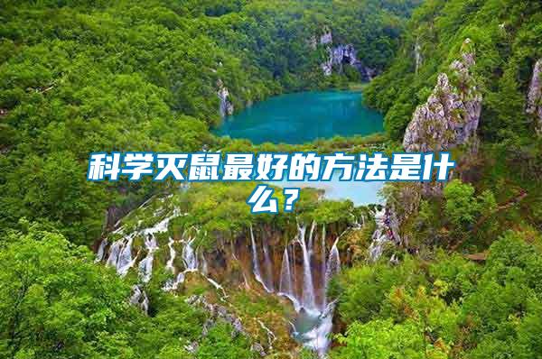 科學滅鼠最好的方法是什么？