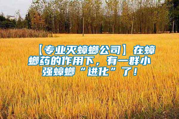 【專業(yè)滅蟑螂公司】在蟑螂藥的作用下，有一群小強(qiáng)蟑螂“進(jìn)化”了！
