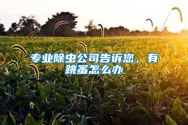 專業(yè)除蟲公司告訴您，有跳蚤怎么辦