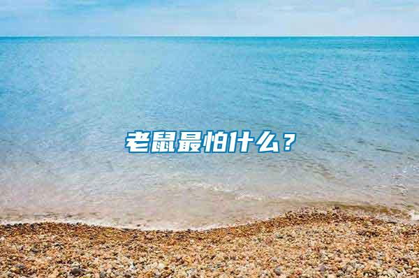 老鼠最怕什么？