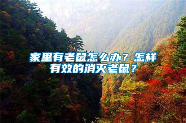 家里有老鼠怎么辦？怎樣有效的消滅老鼠？