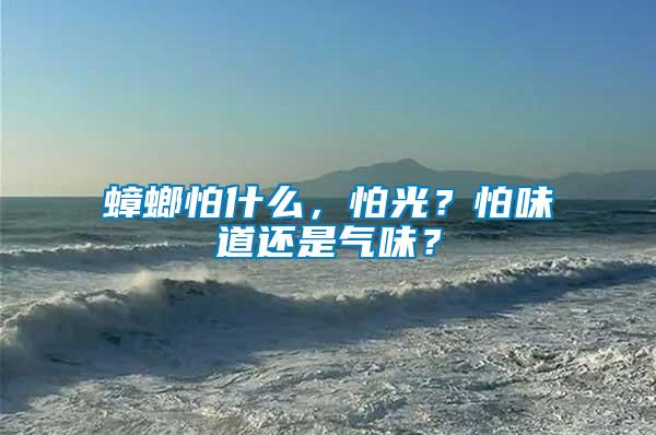 蟑螂怕什么，怕光？怕味道還是氣味？