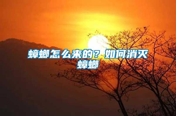 蟑螂怎么來的？如何消滅蟑螂