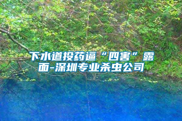 下水道投藥逼“四害”露面-深圳專業(yè)殺蟲(chóng)公司