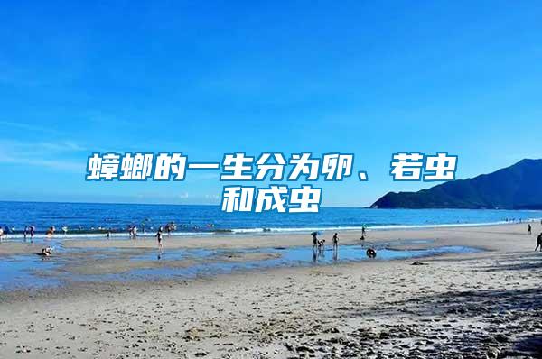 蟑螂的一生分為卵、若蟲和成蟲