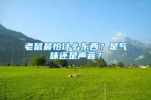 老鼠最怕什么東西？是氣味還是聲音？
