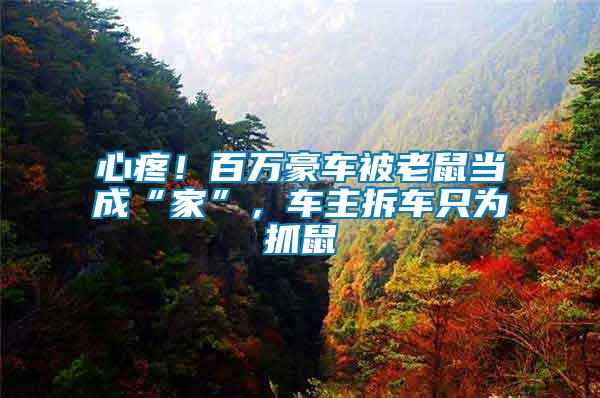 心疼！百萬豪車被老鼠當(dāng)成“家”，車主拆車只為抓鼠
