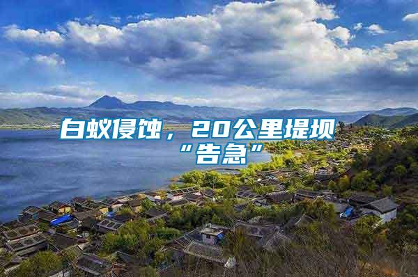 白蟻侵蝕，20公里堤壩“告急”