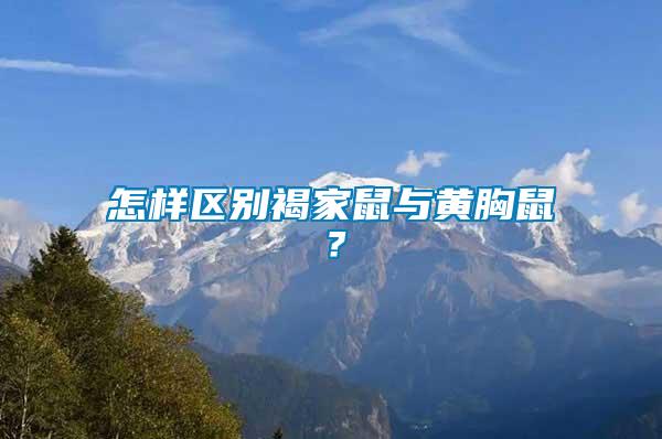 怎樣區(qū)別褐家鼠與黃胸鼠？