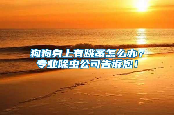 狗狗身上有跳蚤怎么辦？專業(yè)除蟲公司告訴您！