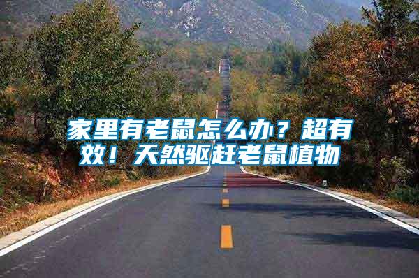 家里有老鼠怎么辦？超有效！天然驅(qū)趕老鼠植物