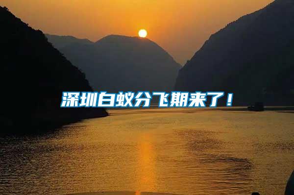 深圳白蟻分飛期來(lái)了！