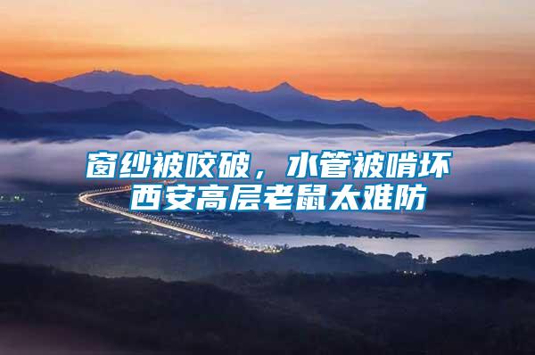 窗紗被咬破，水管被啃壞 西安高層老鼠太難防
