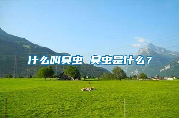 什么叫臭蟲 臭蟲是什么？
