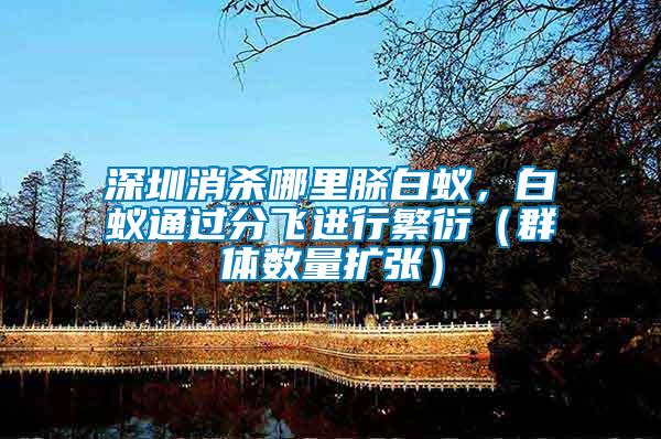 深圳消殺哪里脎白蟻，白蟻通過分飛進行繁衍（群體數(shù)量擴張）
