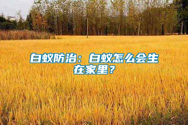 白蟻防治：白蟻怎么會生在家里？