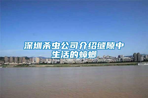 深圳殺蟲(chóng)公司介紹縫隙中生活的蟑螂