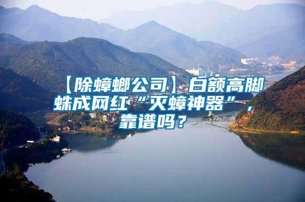 【除蟑螂公司】白額高腳蛛成網(wǎng)紅“滅蟑神器”，靠譜嗎？