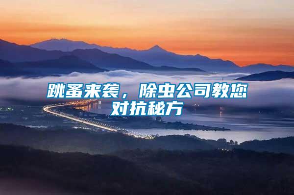 跳蚤來襲，除蟲公司教您對抗秘方