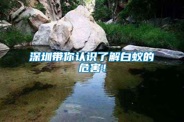深圳帶你認識了解白蟻的危害！