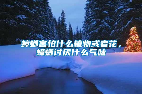 蟑螂害怕什么植物或者花，蟑螂討厭什么氣味