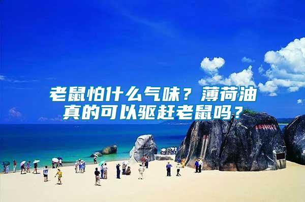 老鼠怕什么氣味？薄荷油真的可以驅(qū)趕老鼠嗎？