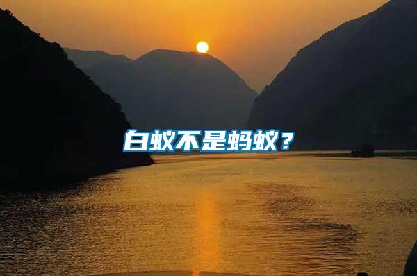 白蟻不是螞蟻？