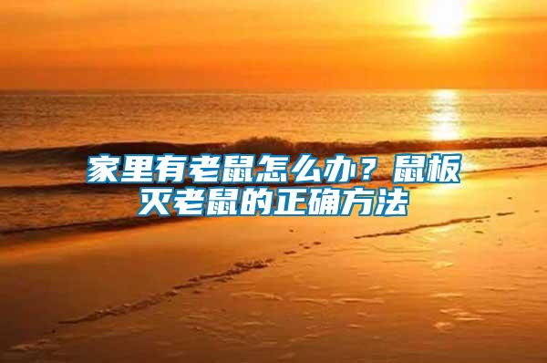 家里有老鼠怎么辦？鼠板滅老鼠的正確方法