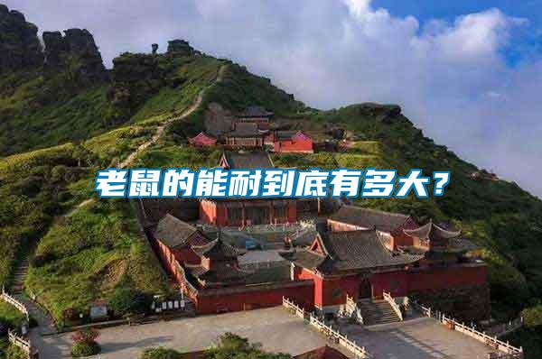 老鼠的能耐到底有多大？