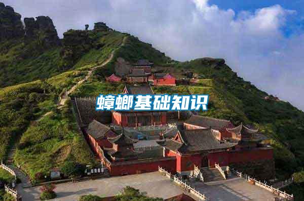 蟑螂基礎知識
