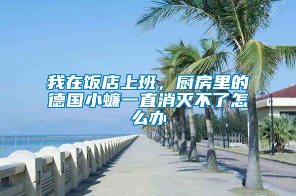 我在飯店上班，廚房里的德國小蠊一直消滅不了怎么辦