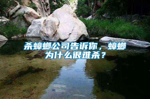殺蟑螂公司告訴你，蟑螂為什么很難殺？