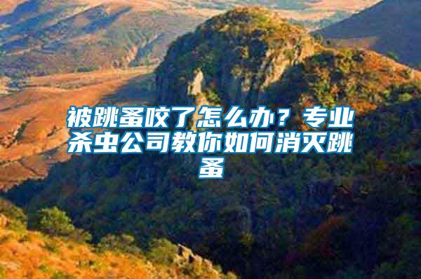 被跳蚤咬了怎么辦？專業(yè)殺蟲公司教你如何消滅跳蚤