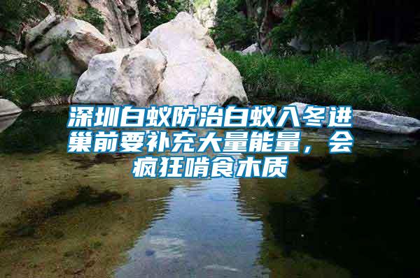深圳白蟻防治白蟻入冬進(jìn)巢前要補(bǔ)充大量能量，會(huì)瘋狂啃食木質(zhì)
